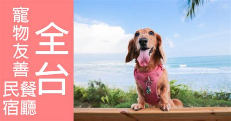 埋動物屍體|遇到流浪動物屍體怎麼辦？你可以做的事情有這些！(念經迴向給。